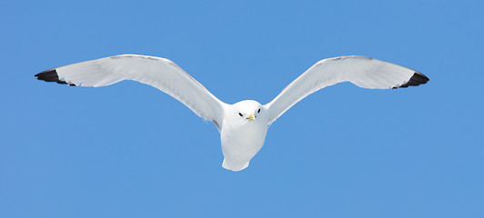 Image showing Black-legged kittiwake flying