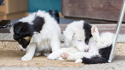 Image showing Border Collie puppies sleeping on a farm