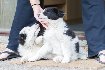 Image showing Two playful Border Collie puppies