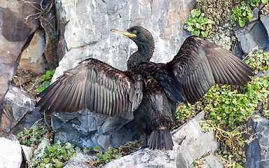 Image showing European shag or common shag, Phalacrocorax aristotelis