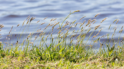 Image showing Prairie grass waterside