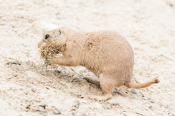 Image showing Black-Tailed prairie dog in it\'s natural habitat