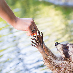 Image showing Racoon begging for food