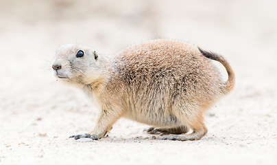 Image showing Black-Tailed prairie dog in it\'s natural habitat