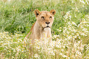Image showing Single female lion
