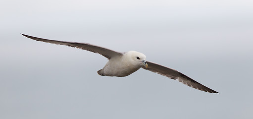 Image showing Fulmar, Fulmarus glacialis