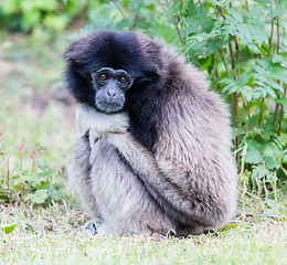 Image showing Adult white handed gibbon