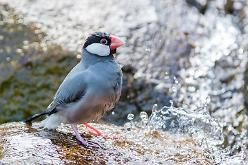 Image showing Java sparrow (Lonchura oryzivora)