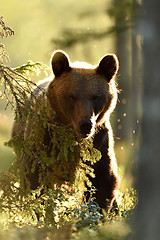 Image showing brown bear in contra light