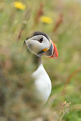 Image showing Puffin portrait in summer, Westman Islands, Iceland