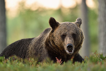 Image showing brown bear resting in forest. brown bear close-up. brown bear portrait. bear with mosquitoes.