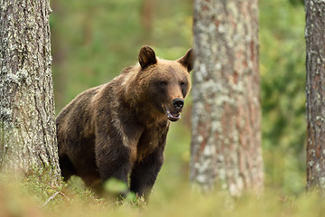 Image showing male bear in forest. bear in taiga forest.