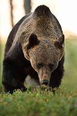 Image showing approaching bear. watch out bear. 