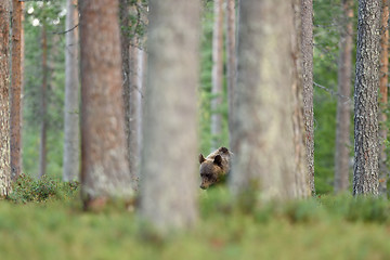 Image showing brown bear in forest. bear in taiga. watch out bear.