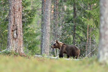 Image showing brown bear in forest. bear in taiga.