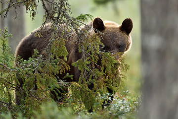 Image showing Facing brown bear. Eye to eye with bear. Bear peeking. Glimpse of bear.