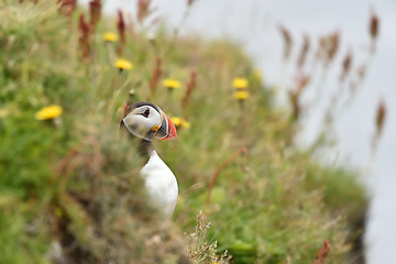 Image showing Puffin, Fratercula arctica, single bird on rock, Iceland, Westman Islands