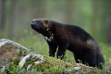 Image showing wolverine (Gulo gulo) on stone in forest