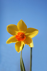 Image showing single daffodil