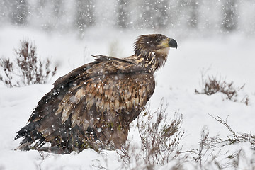 Image showing White-tailed eagle in snowfall. Eagle on snow. Eagle in winter. 