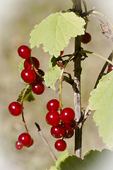 Image showing red currants