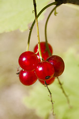Image showing red currants