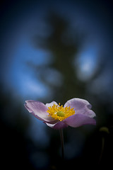 Image showing chinese anemone