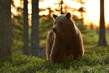 Image showing Brown bear at sunrise in forest. Brown bear in Finnish taiga.