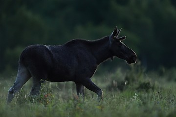 Image showing Moose bull walking at summer night