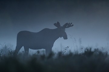 Image showing moose bull walking in the mist at summer night