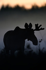 Image showing Moose bull at night. Moose silhouette.