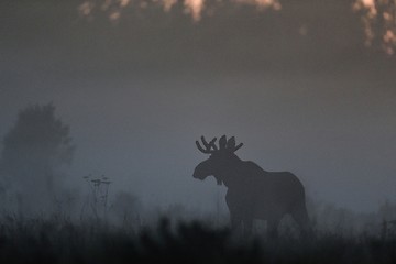 Image showing Moose in the mist at twilight