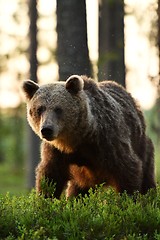 Image showing brown bear at sunrise in forest