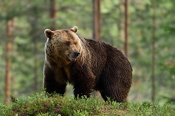 Image showing Big male bear in forest. Male bear in Finnish taiga.