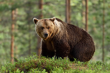 Image showing brown bear with forest background