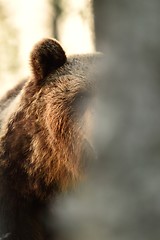 Image showing brown bear behind a tree