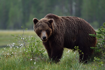 Image showing big male brown bear in Finnish taiga