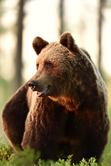 Image showing brown bear in forest