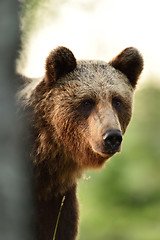 Image showing brown bear portrait in forest at sunset