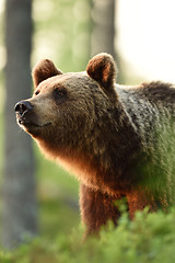 Image showing brown bear in the forest at sunset