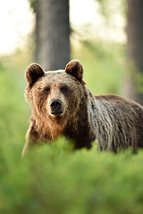 Image showing Facing brown bear in forest