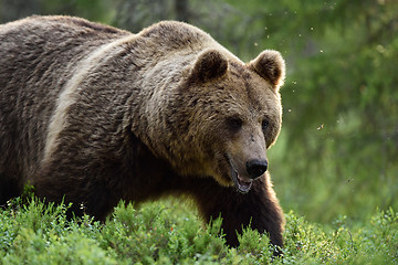 Image showing Close shot of large male brown bear in the Finnish taiga