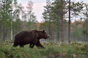 Image showing Large male brown bear walking in blossoming grass in arctic white night