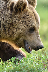 Image showing Brown bear (ursus arctos) portrait