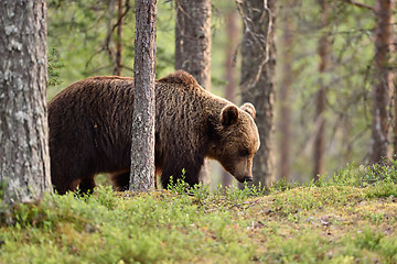 Image showing brown bear in taiga forest