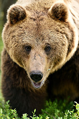 Image showing big male brown bear portrait in forest