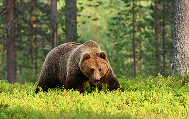 Image showing brown bear in forest on summer evening