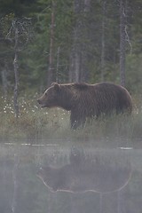 Image showing Brown bear in the mist. Bear at nighttime. Bear in summer. Bear reflection.