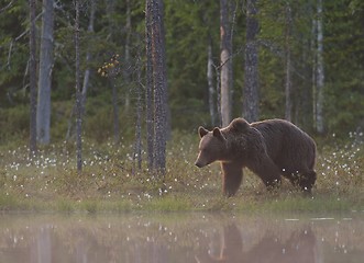 Image showing Brown bear (Ursus arctos) in the misty bog. Misty landscape with bear.