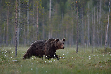 Image showing Brown bear walking with forest background. Male brown bear. Brown bear in forest.